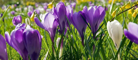 Le crocus annonce l’arrivée du printemps