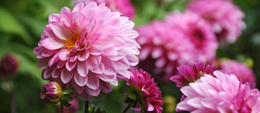 Bulbes de fleurs et plantes biologiques