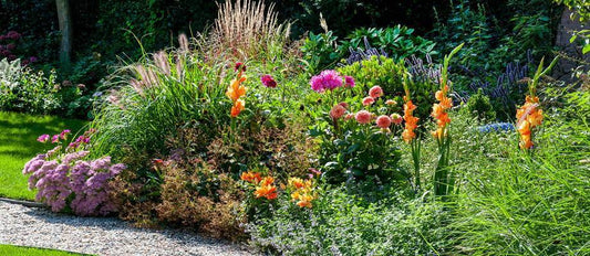 Top 5 des combinaisons bulbes de fleurs et plantes vivaces