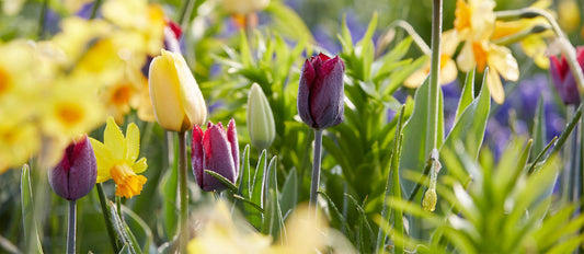 Plantez des bulbes ce printemps et profitez d'un jardin fleuri cet été !