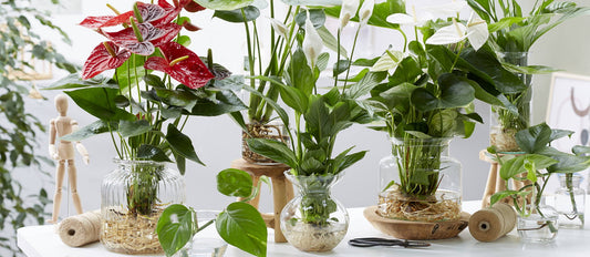 Dernière tendance de culture des plantes d’intérieur: découvrez l'hydroponie
