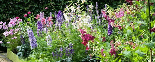 Un bouquet de fleurs de votre propre jardin