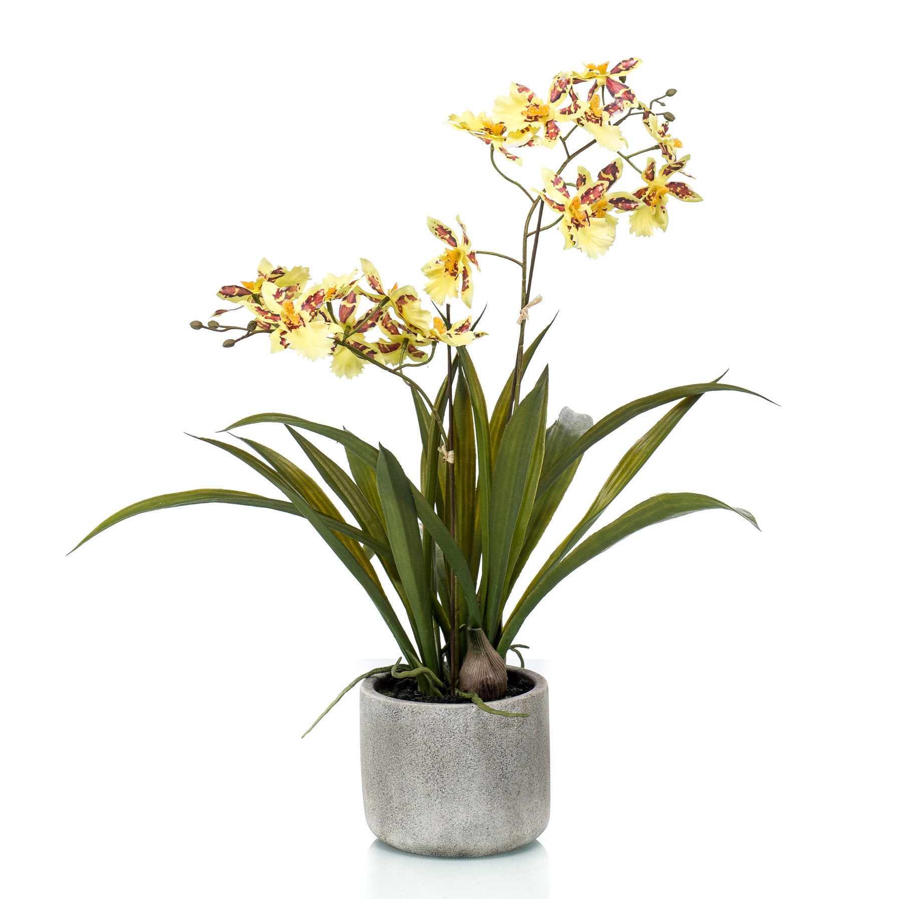 Set de plante et pot, Orchidée jaune de Farmy chez vous