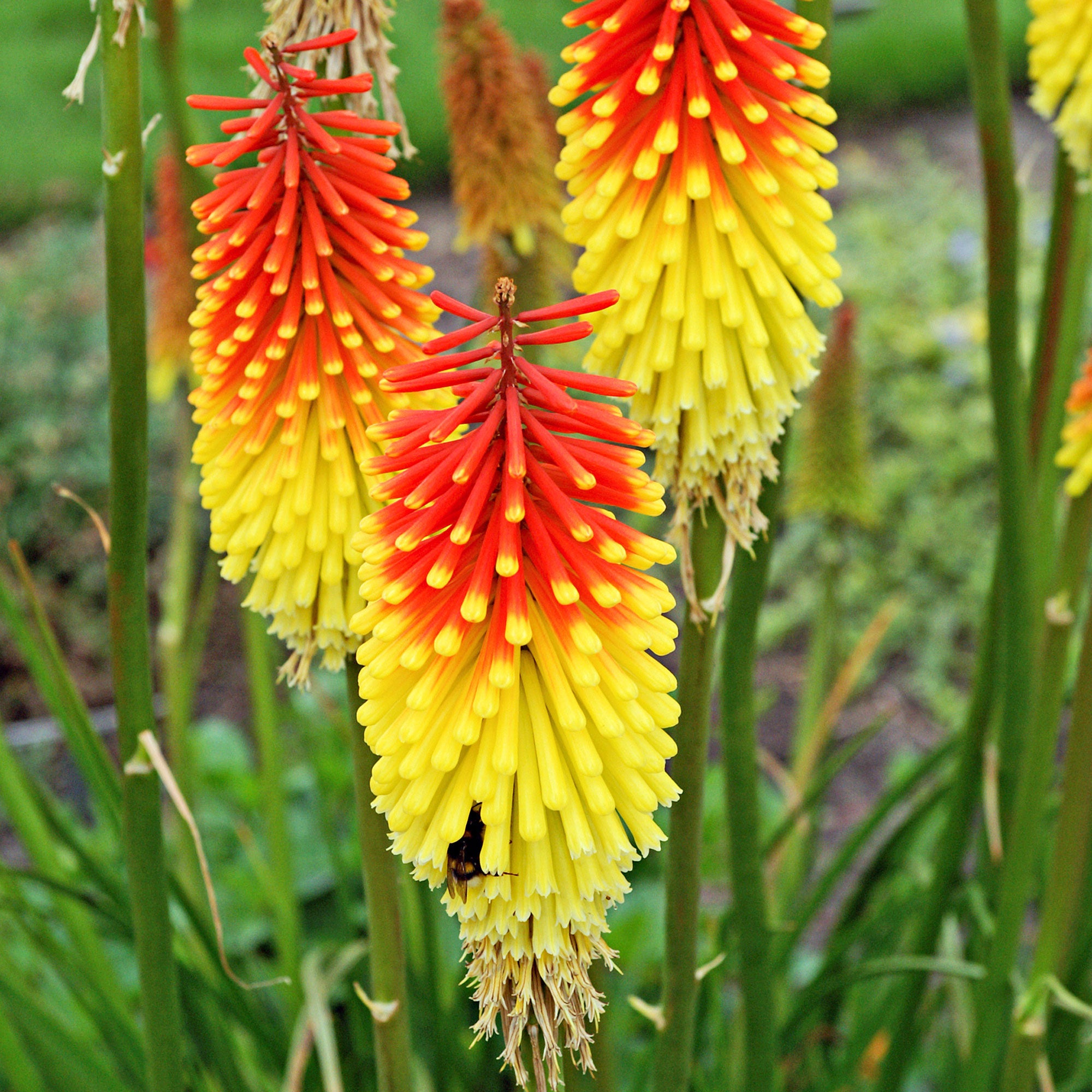 Kniphofia uvaria achats avantageux sur