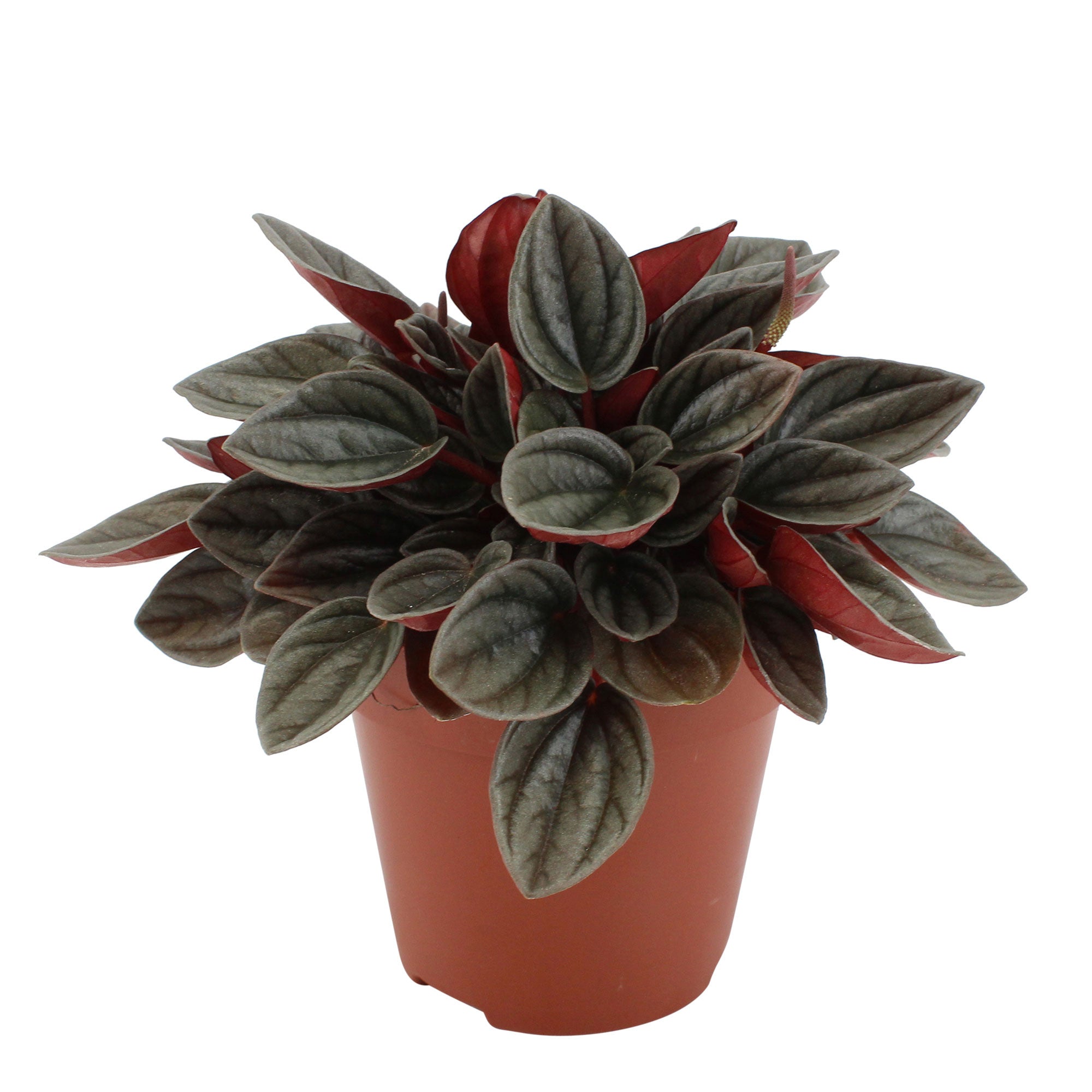 Peperomia santorini gris-rose