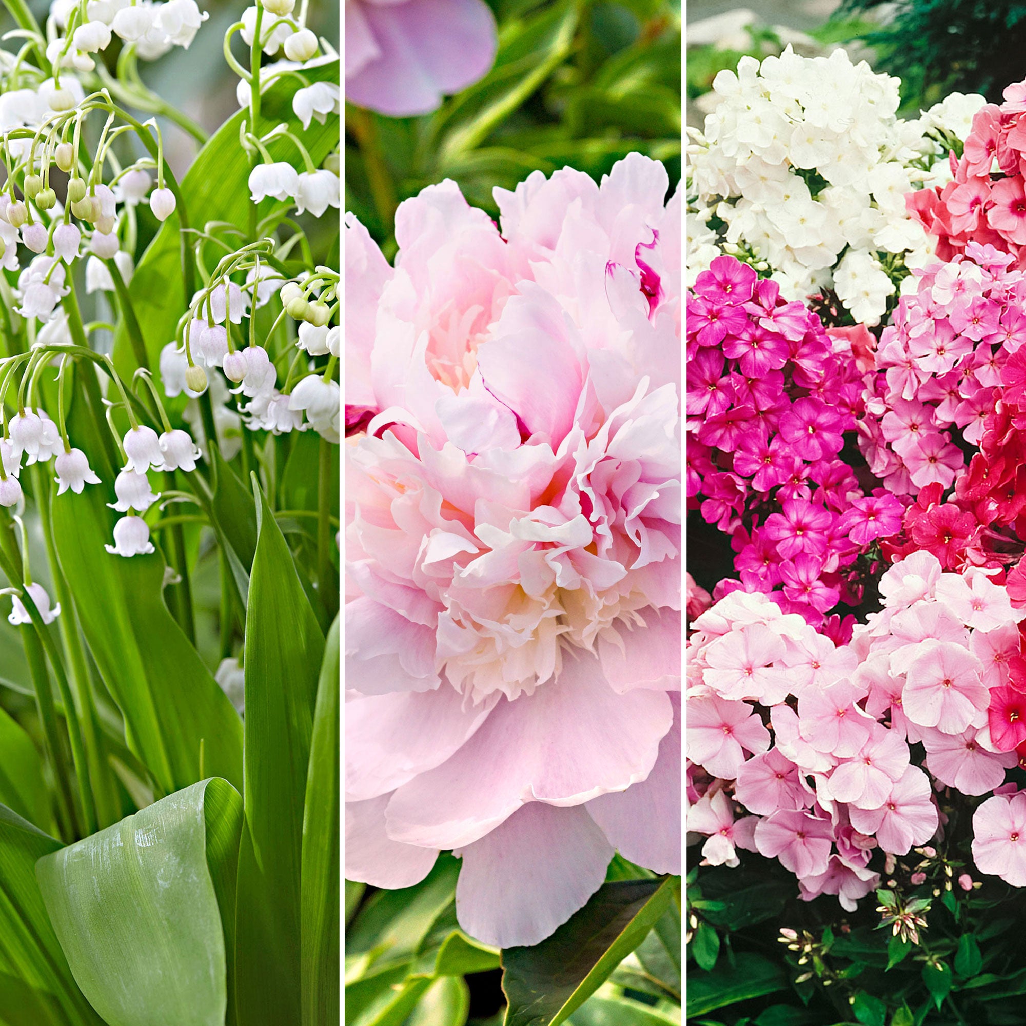 Achetez maintenant une plante vivace 21x Pack de plantes vivaces 'De — free download