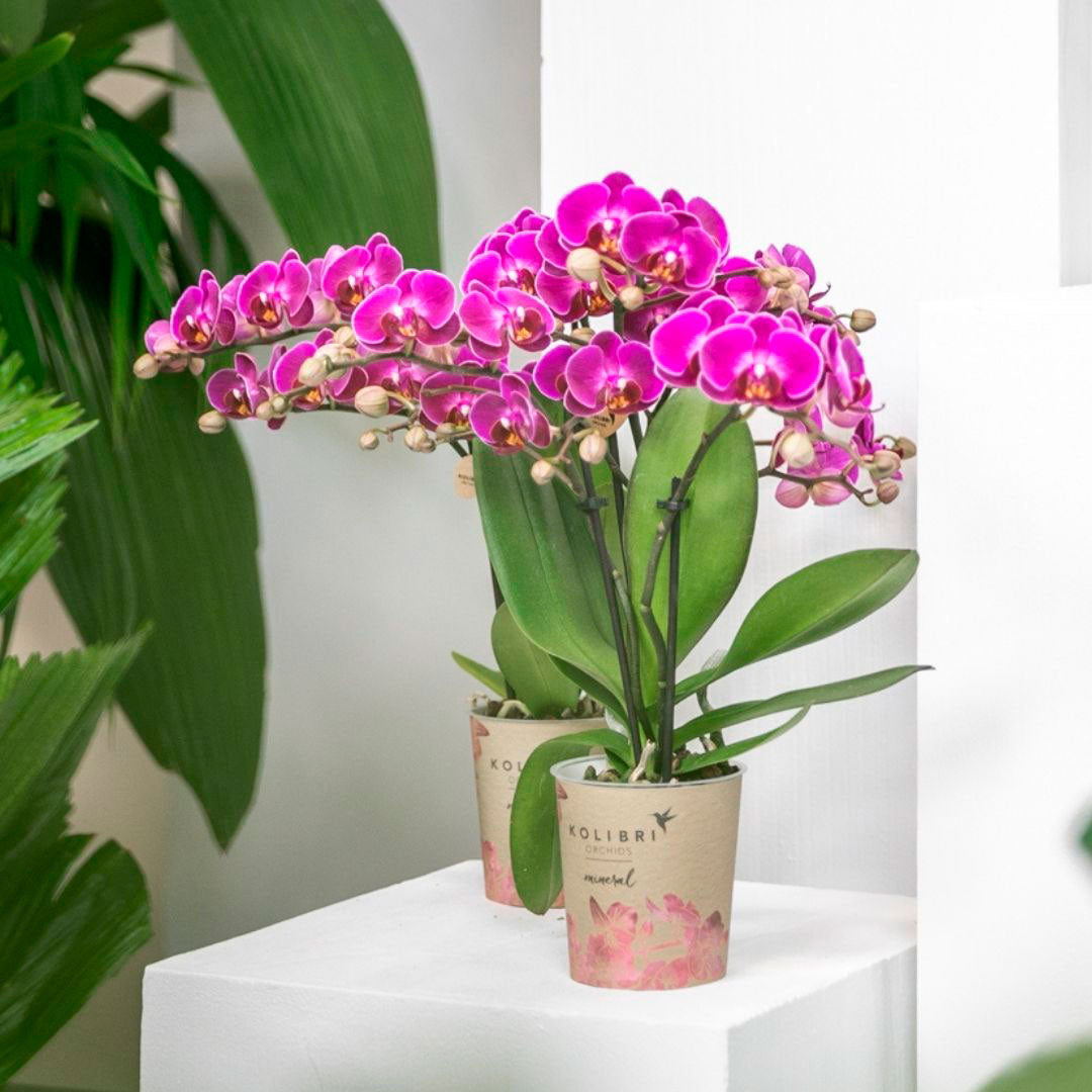 L'orchidée lune, Phalaenopsis amabilis L'orchidée lune, Phalaenopsis amabilis
