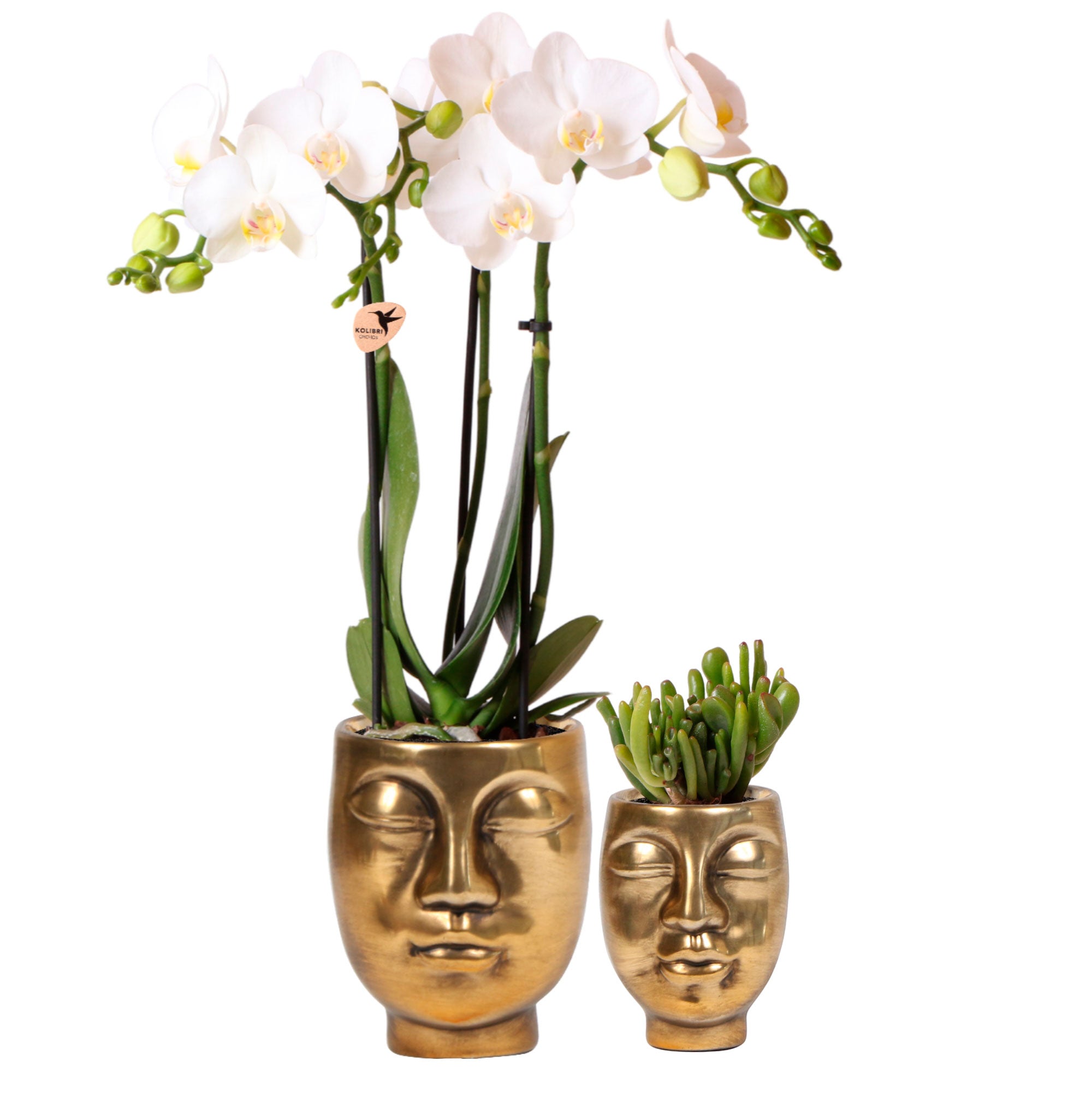 Orchidée phalaenopsis : plantation, entretien - Côté Maison