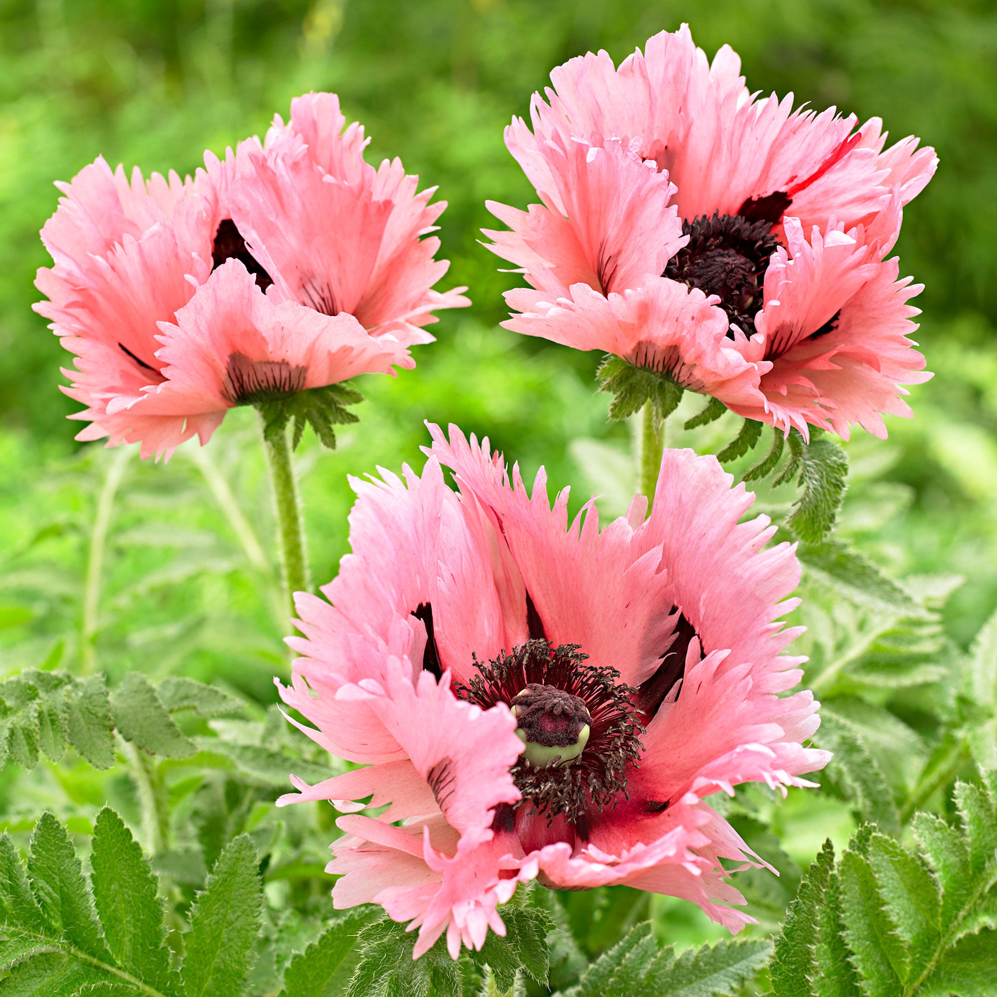 Pink Ruffles Oriental Poppy