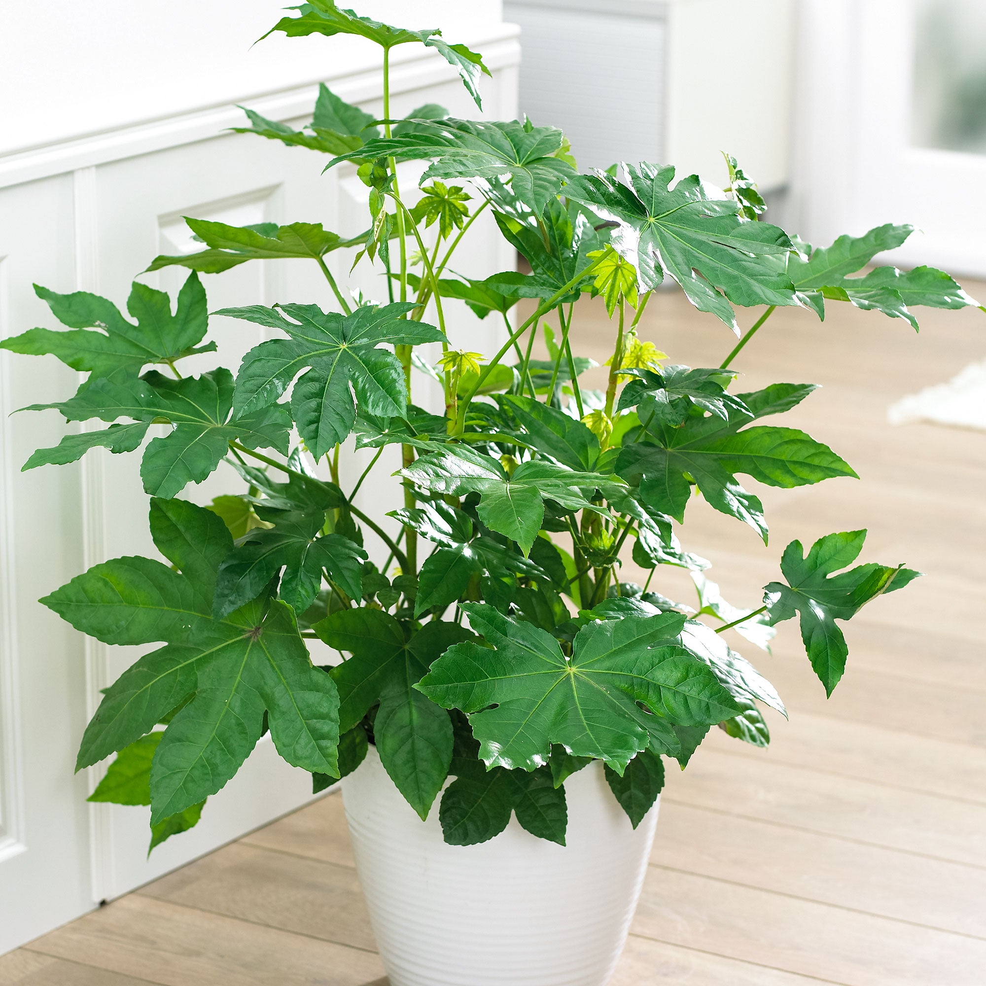 Choix de vert - Fatsia japonica - Fingerplant - plante d'intérieur en pot  SANTORINI