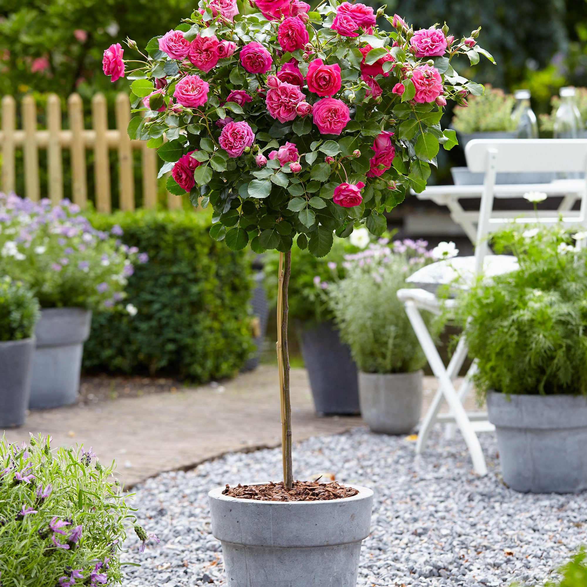 Rosier-tige Rosa 'Melrose' rose - Plants à racines nues acheter