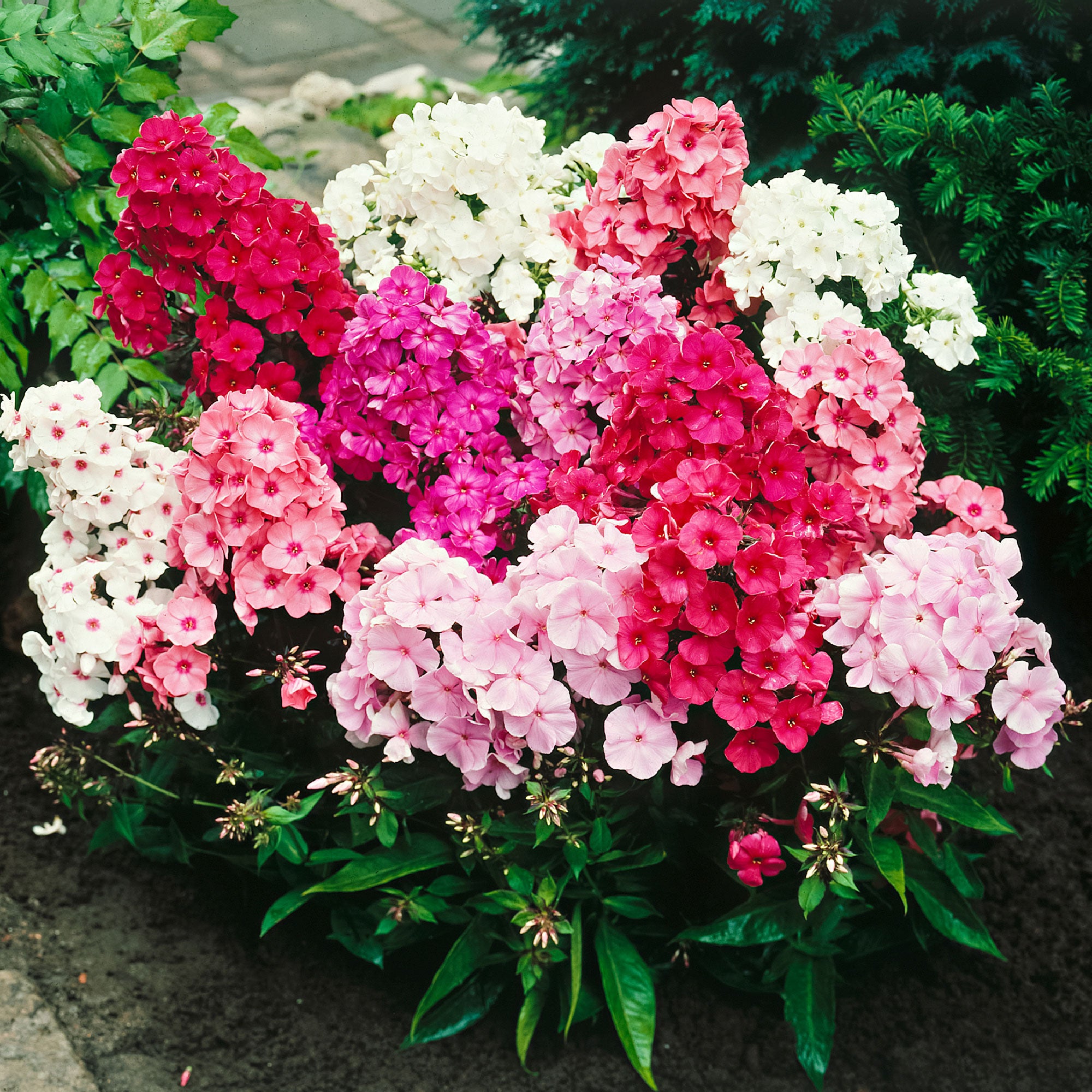Achetez Maintenant Une Plante Vivace 5x Phlox Phlox M lange Phlox It Achetez Maintenant Une Plante Vivace 5x Phlox Phlox M lange Phlox It