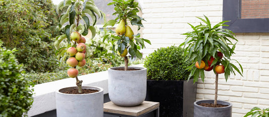 Faites pousser  des fruits sur la terrasse ou le balcon