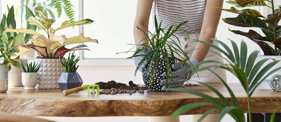 L'entretien des plantes d'intérieur pendant les mois d'hiver