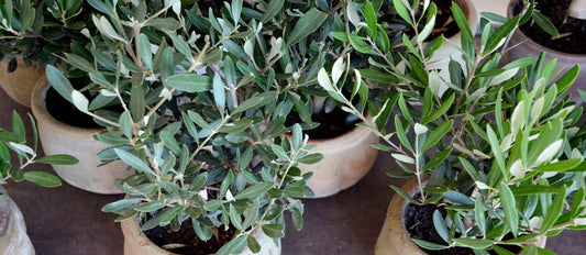 L'olivier :  une touche méditerranéenne dans votre jardin