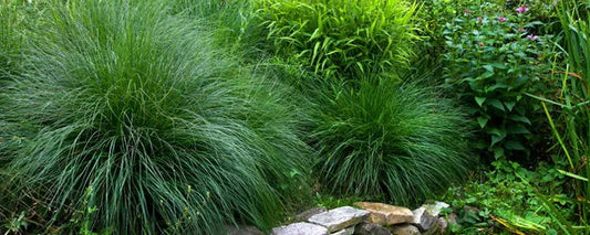 Les herbes d'ornement auront un effet remarquable dans votre jardin