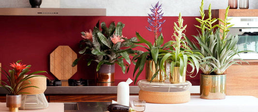 Égayez votre bureau avec ces plantes d'intérieur tropicales