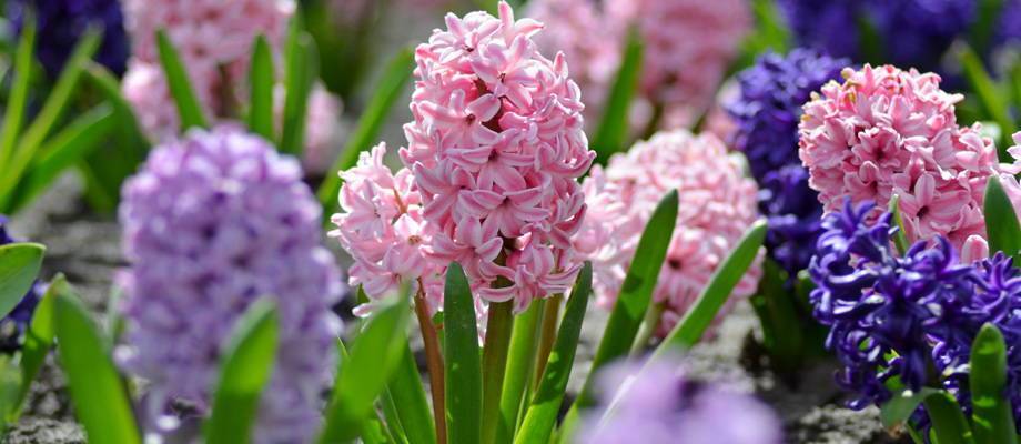 La Jacinthe: une fleur charmante pour le printemps