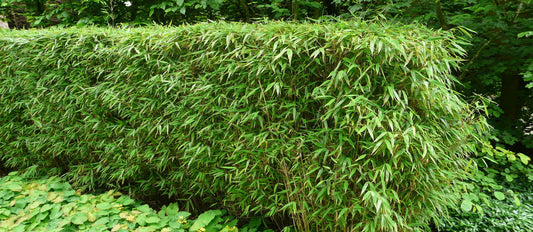 Bambou Fargesia