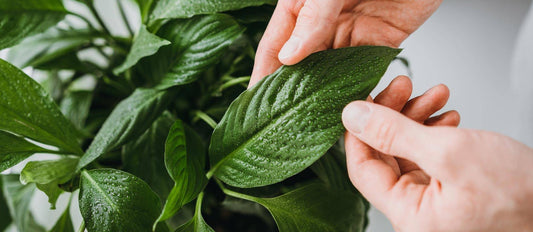 10  choses que vous ne saviez pas encore sur l'entretien de vos plantes d'intérieur