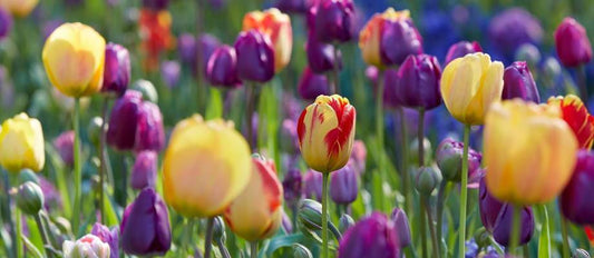 Quand et comment planter les bulbes de tulipes