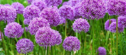 Allium : le bulbe de fleurs idéal pour le printemps et l'été