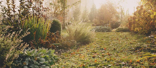 Check-list : préparez votre jardin pour l'hiver !