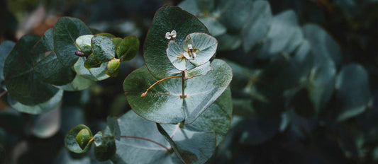 L'Eucalyptus : une plante polyvalente et miraculeuse