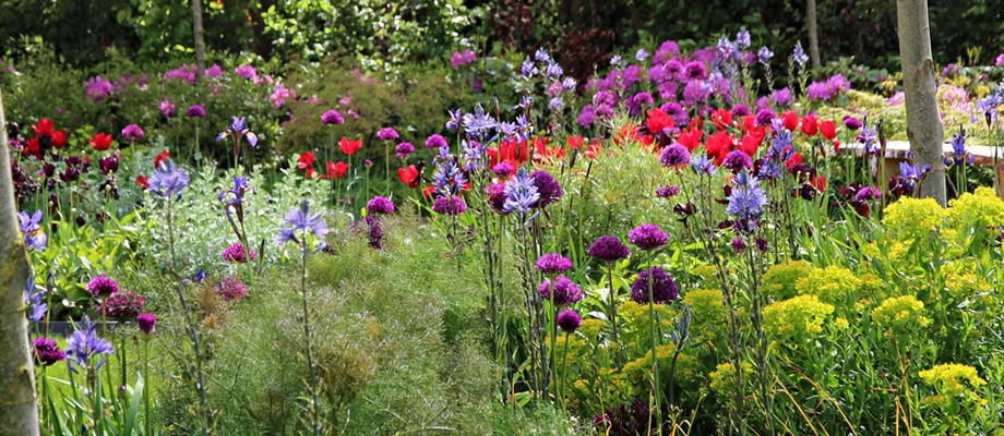 Top 5 des packs de bulbes à fleurs