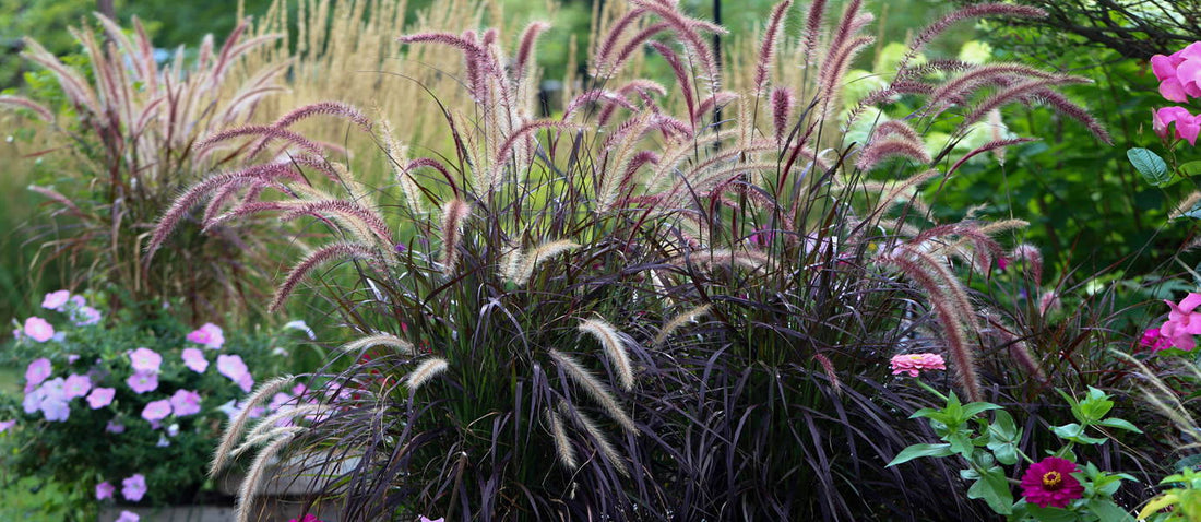 Les herbes  ornementales définissent l'ambiance de votre jardin