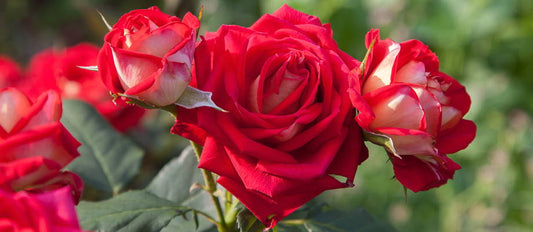 Planter un rosier : quand et comment