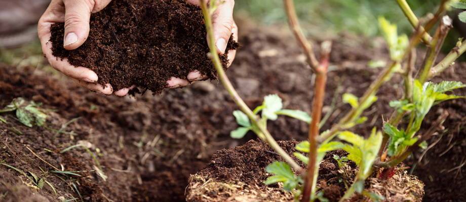 Le terreau, la base essentielle pour l'entretien de vos plantes