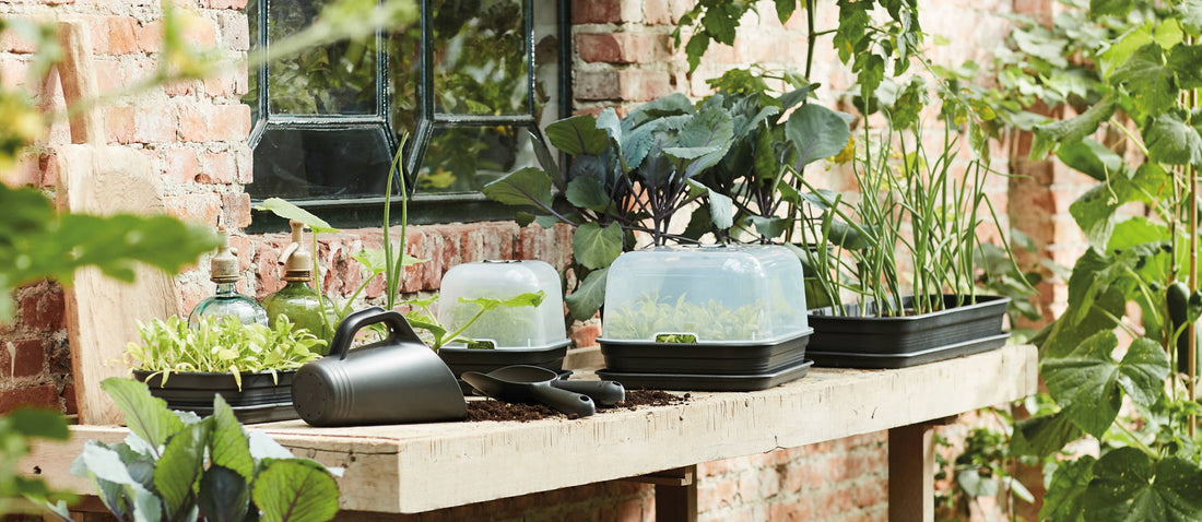 Présemis : démarrez votre potager à l'intérieur pour une récolte savoureuse