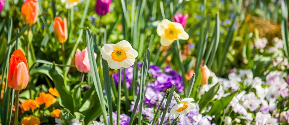 Préparez votre jardin pour le printemps !