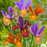 40x Iris de Hollande  - Mélange