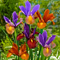 40x Iris de Hollande  - Mélange