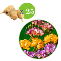 25x Freesia à fleurs doubles Freesia - Mélange