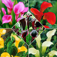 5x Arum - Mélange mélange de couleurs