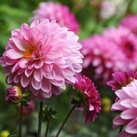 Dahlia 'Onesta' Rose