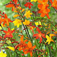 50x Crocosmia - Mélange rouge-orangé-jaune