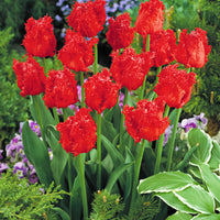 10x Tulipe frangée