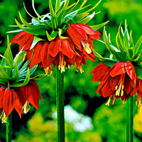 2x Fritillaire impériale Fritillaria 'Rubra maxima' rouge Orangé-Rouge