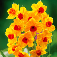 5x Narcisse 'Grand Soleil d'Or' orangé-jaune