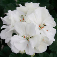 3x Géranium Pelargonium 'White' blanc