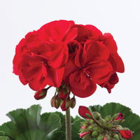 3x Géranium Pelargonium 'Red' rouge