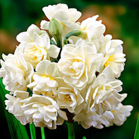 5x Narcisse 'Erlicheer' blanc