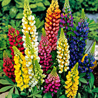 Lupins nains Lupinus - Mélange 'Gallary'  - Plants à racines nues