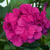 3x Géranium Pelargonium 'Dark Lilac' violet-rose