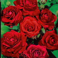 Rosier multiflore Rosa  'Nina Rosa'® Rouge  - Plants à racines nues