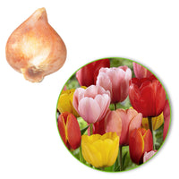 30x Tulipes Tulipa - Mélange 'Popular Mix'